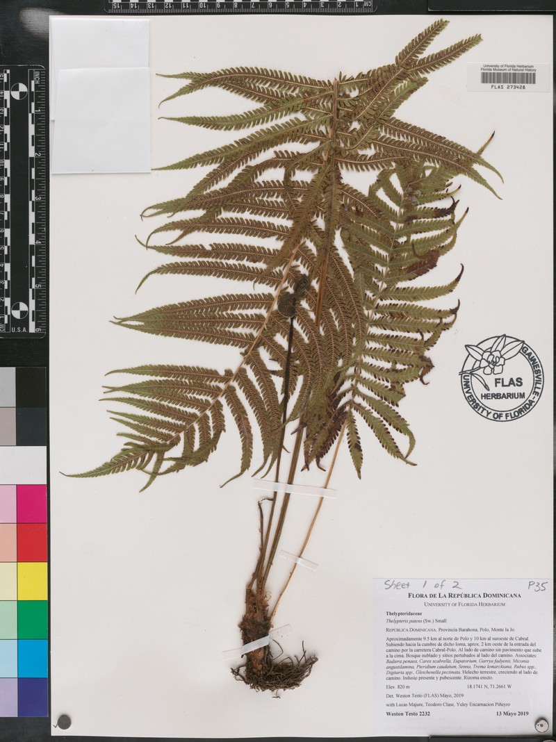 Gridscale Maiden Fern