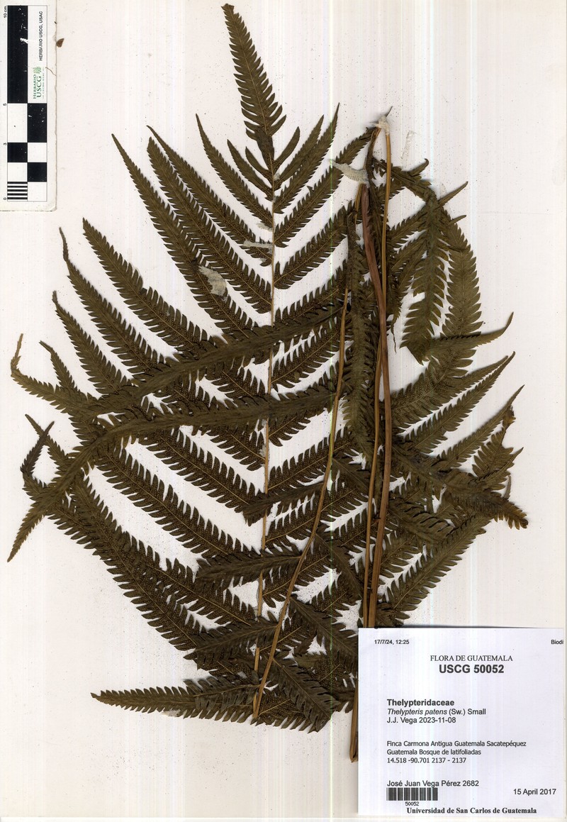 Gridscale Maiden Fern photo 3