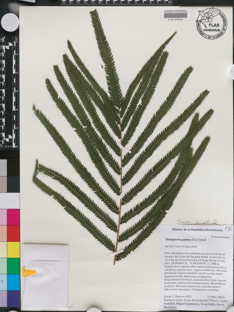 Gridscale Maiden Fern photo 5