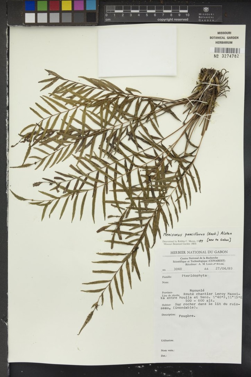 Thelypteris pauciflora