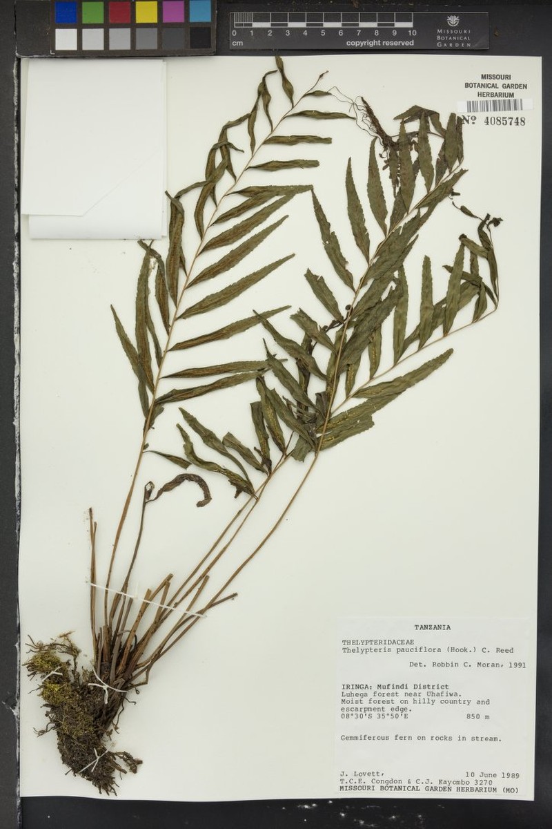 Thelypteris pauciflora photo 2