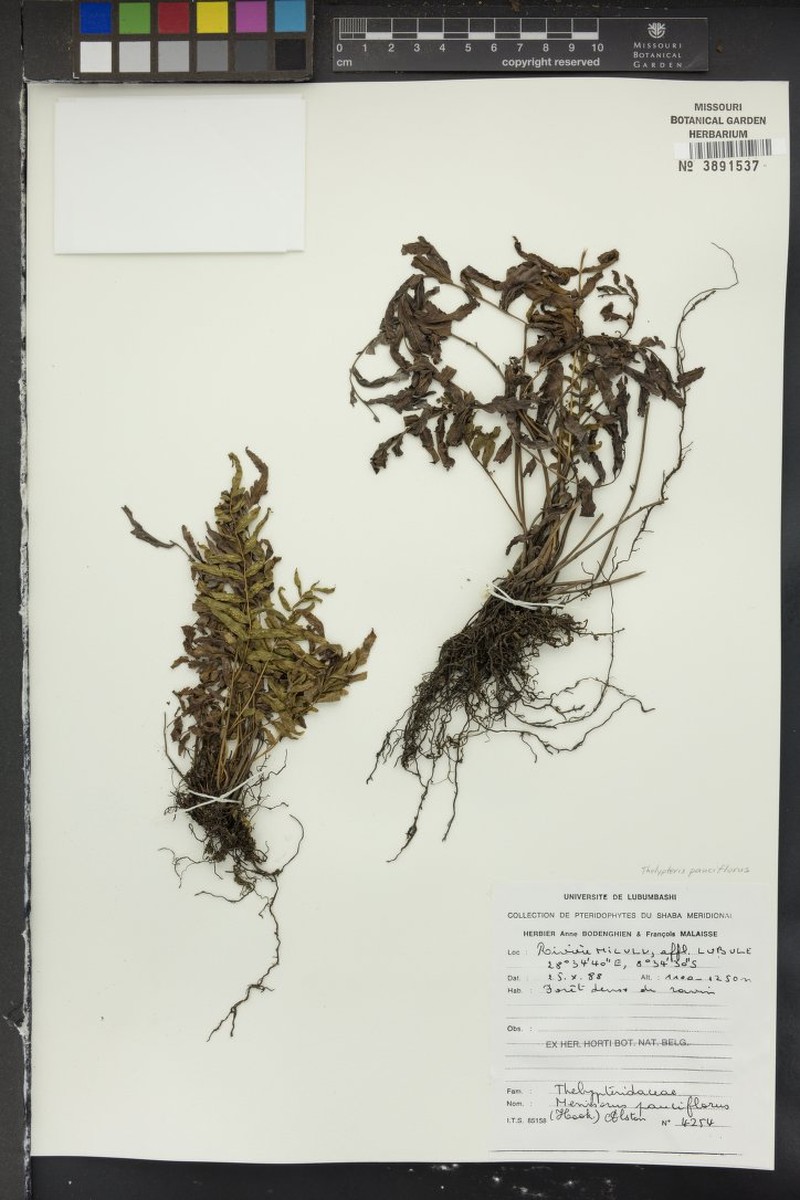 Thelypteris pauciflora photo 3