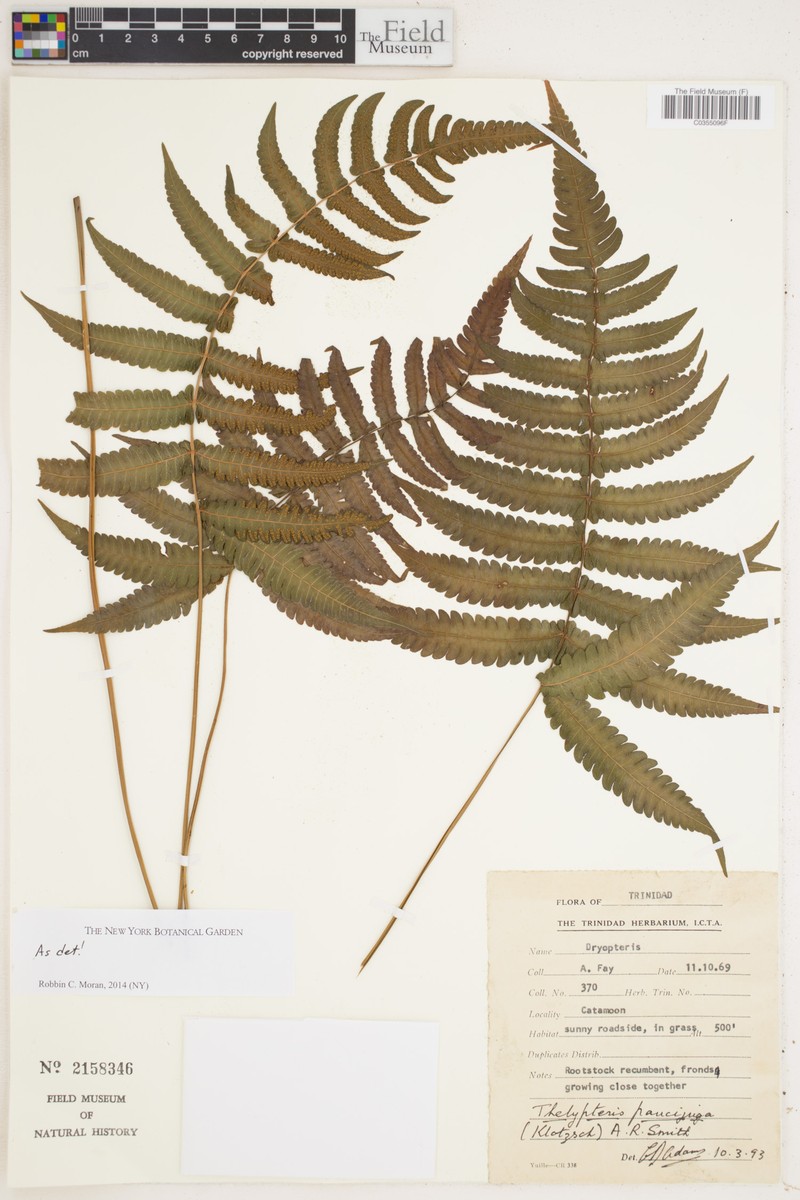 Thelypteris paucijuga