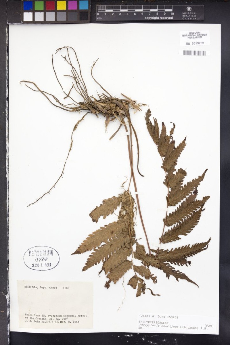 Thelypteris paucijuga photo 2