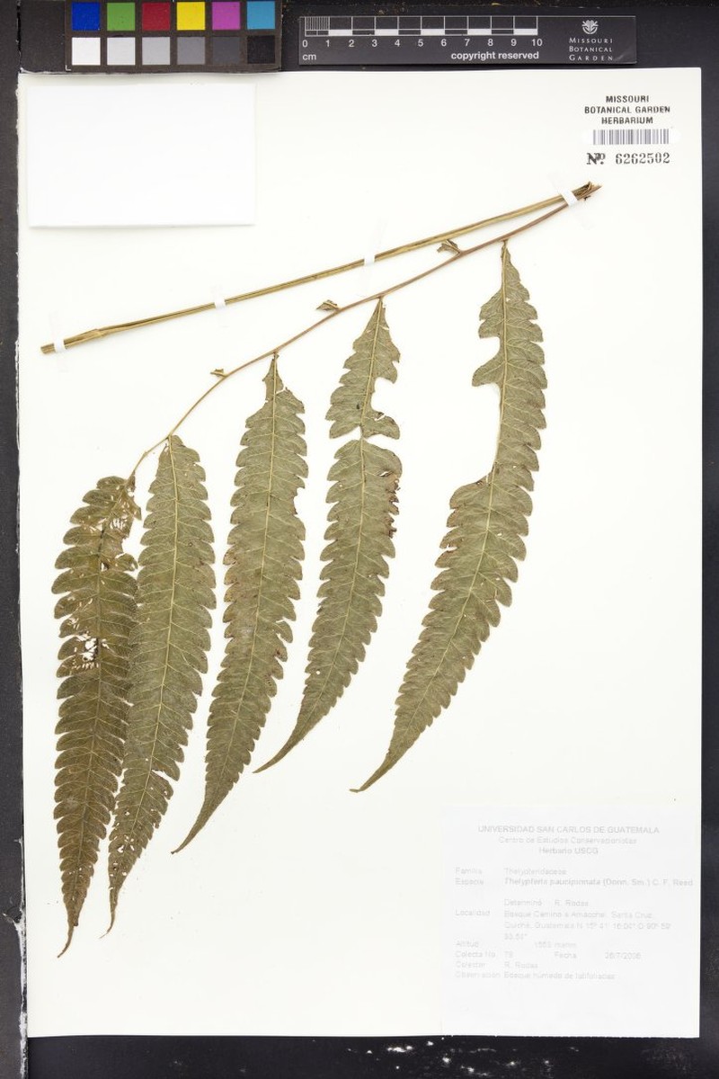 Thelypteris paucipinnata