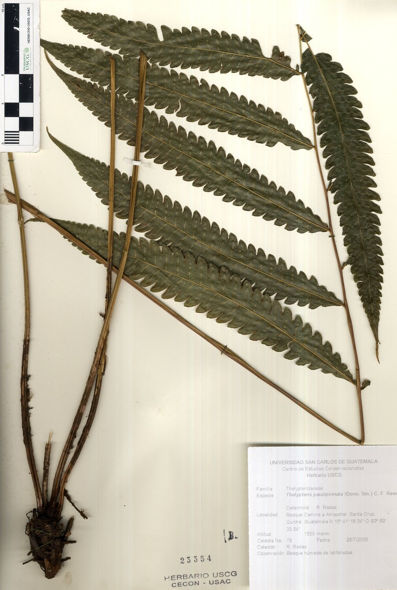 Thelypteris paucipinnata photo 2
