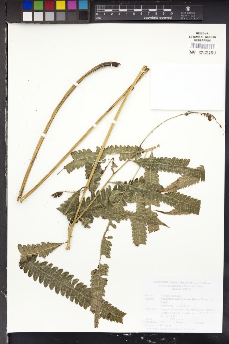 Thelypteris paucipinnata photo 3