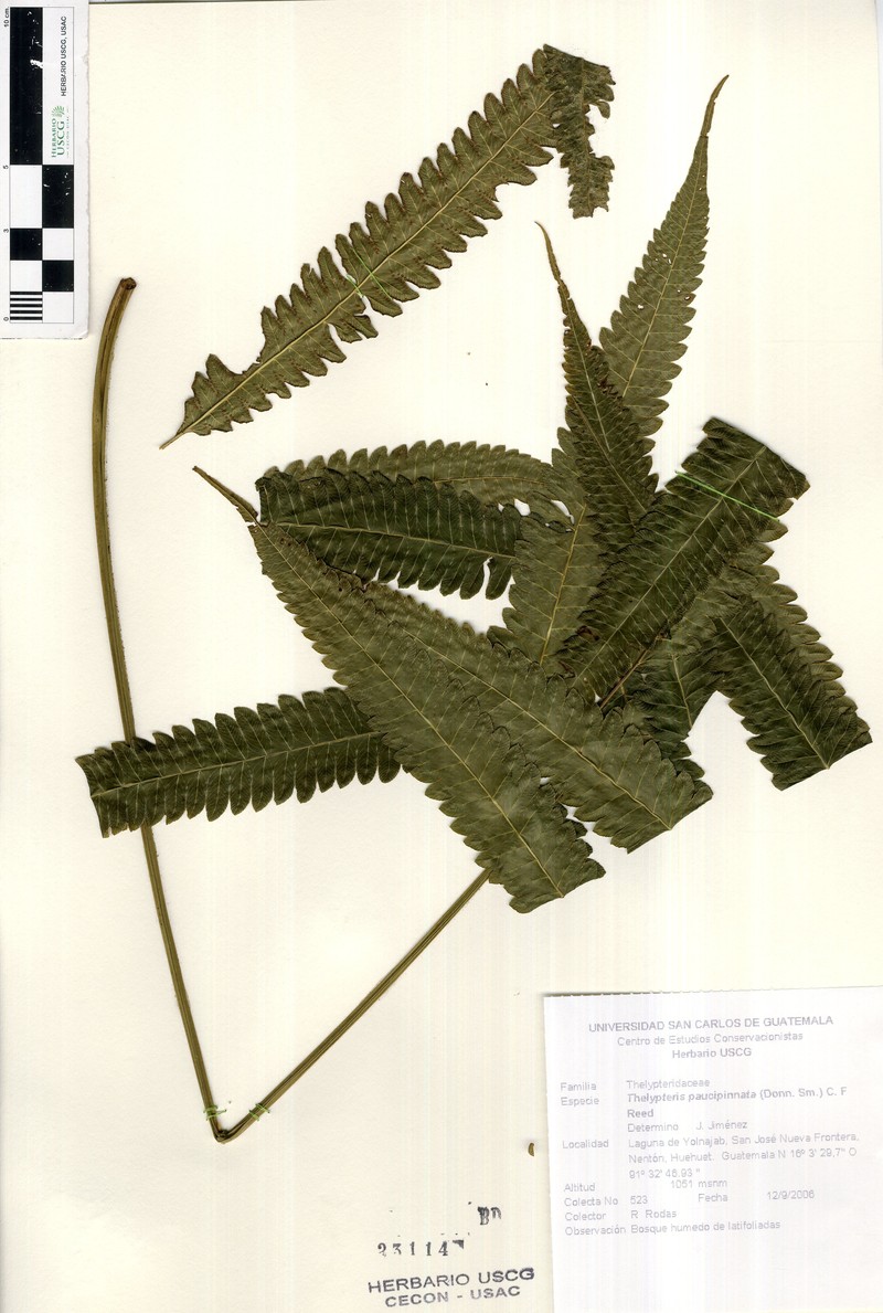 Thelypteris paucipinnata photo 4