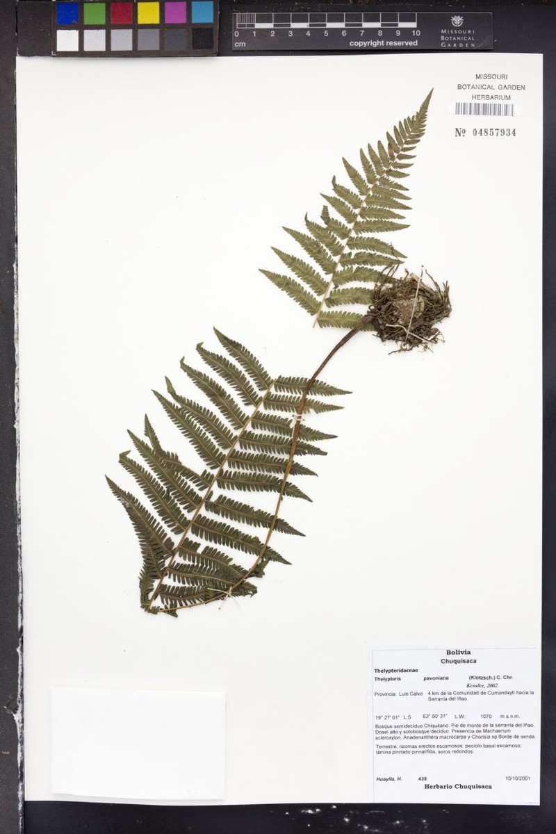 Thelypteris pavoniana
