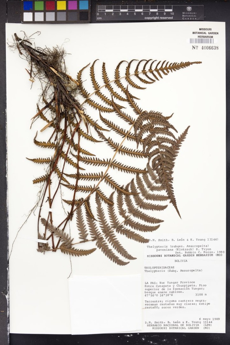 Thelypteris pavoniana photo 2