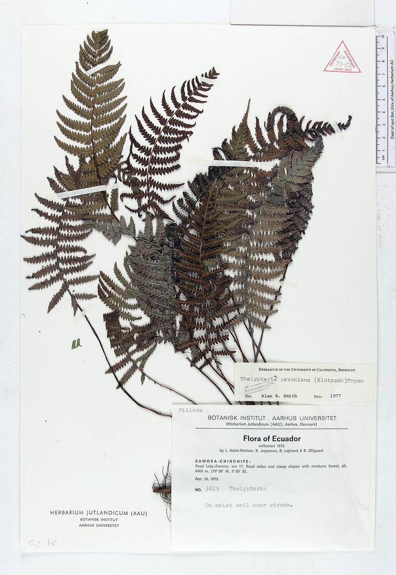 Thelypteris pavoniana photo 3