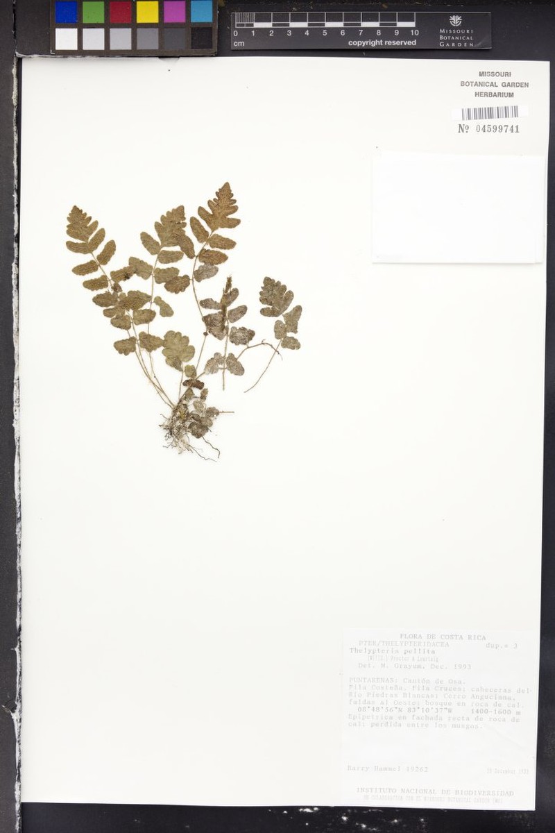 Thelypteris asterothri
