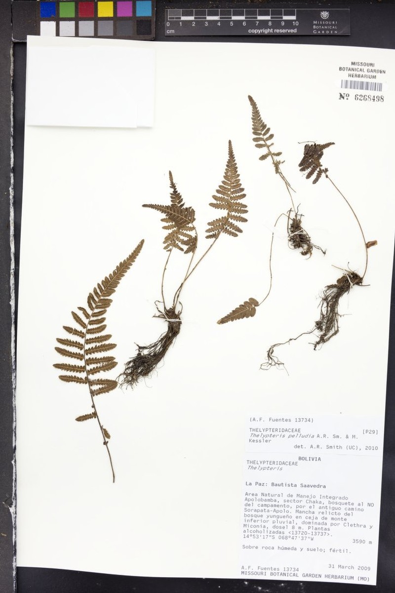 Thelypteris pelludia