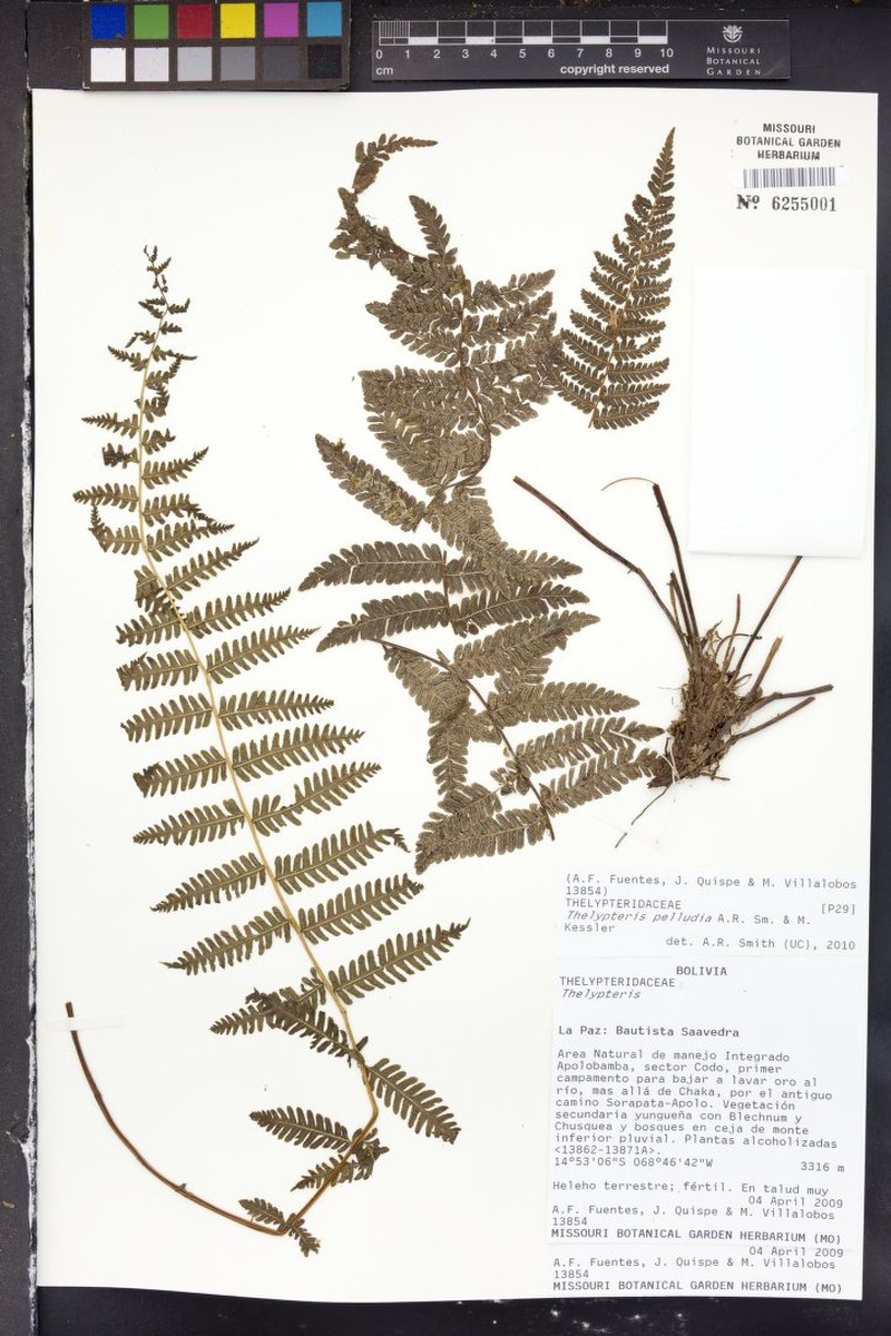 Thelypteris pelludia photo 2