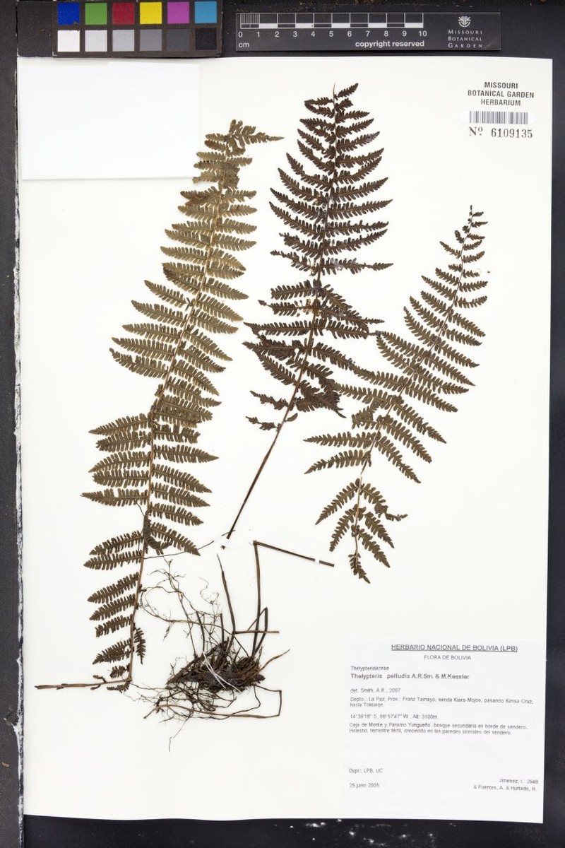 Thelypteris pelludia photo 3