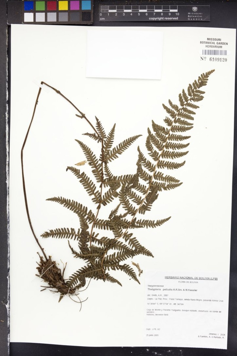 Thelypteris pelludia photo 4