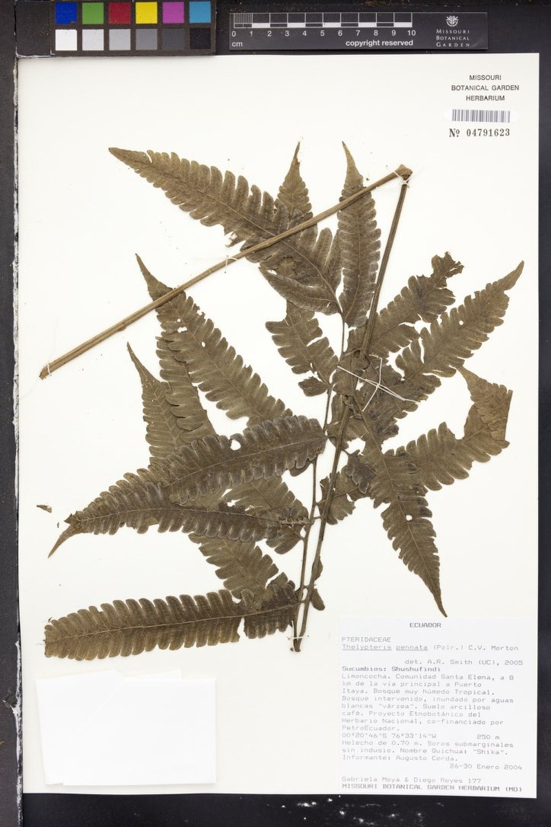 Graceful Maiden Fern
