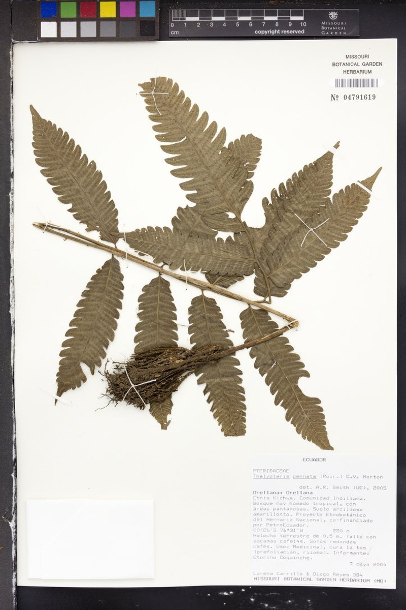 Graceful Maiden Fern photo 2