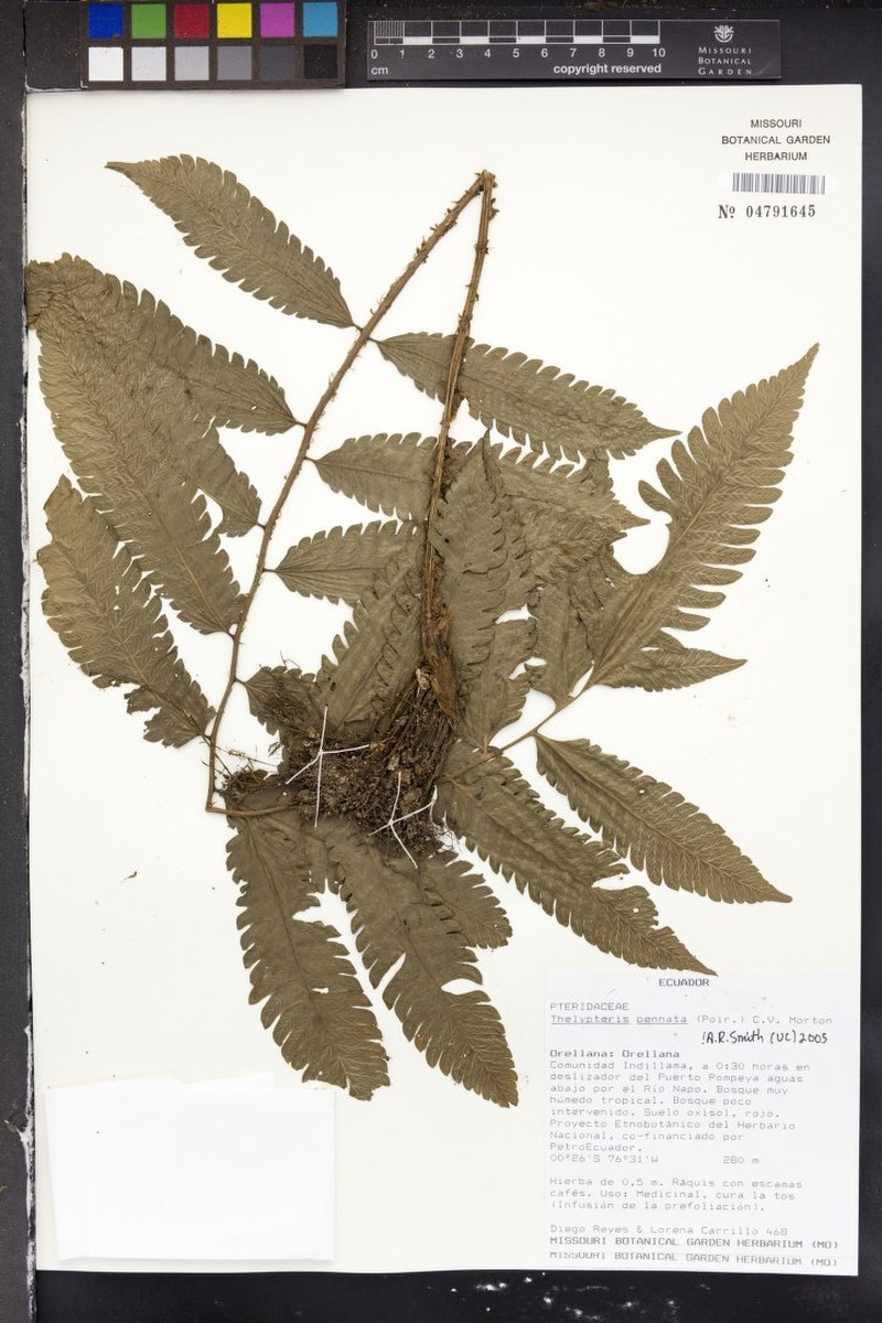 Graceful Maiden Fern photo 3