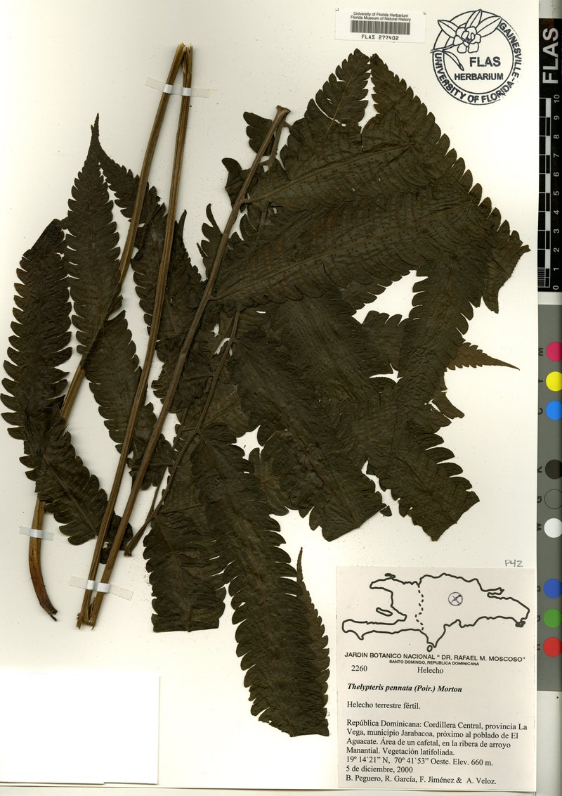 Graceful Maiden Fern photo 4