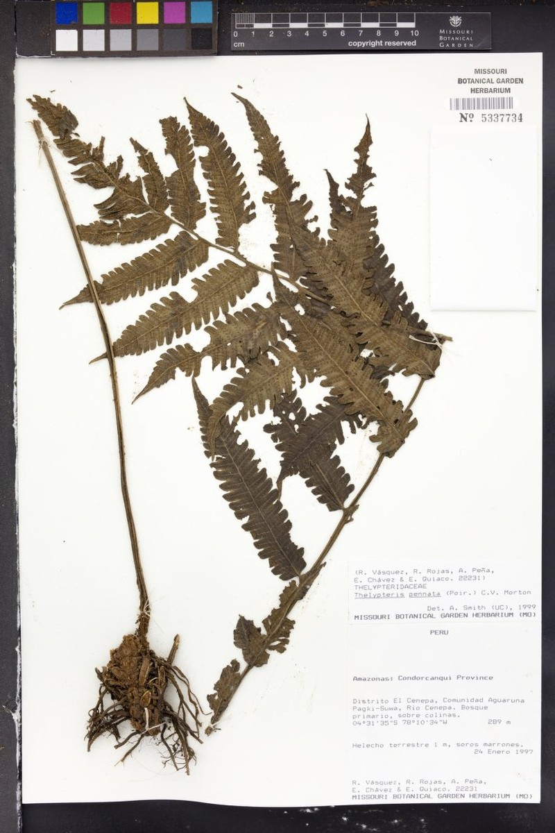 Graceful Maiden Fern photo 5