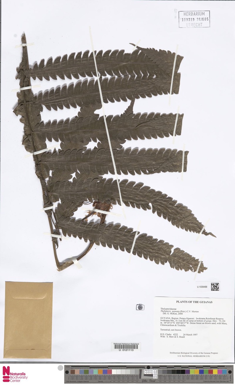 Graceful Maiden Fern photo 6