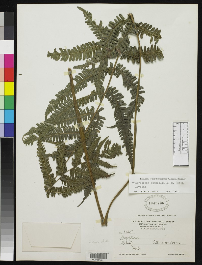 Thelypteris pennellii
