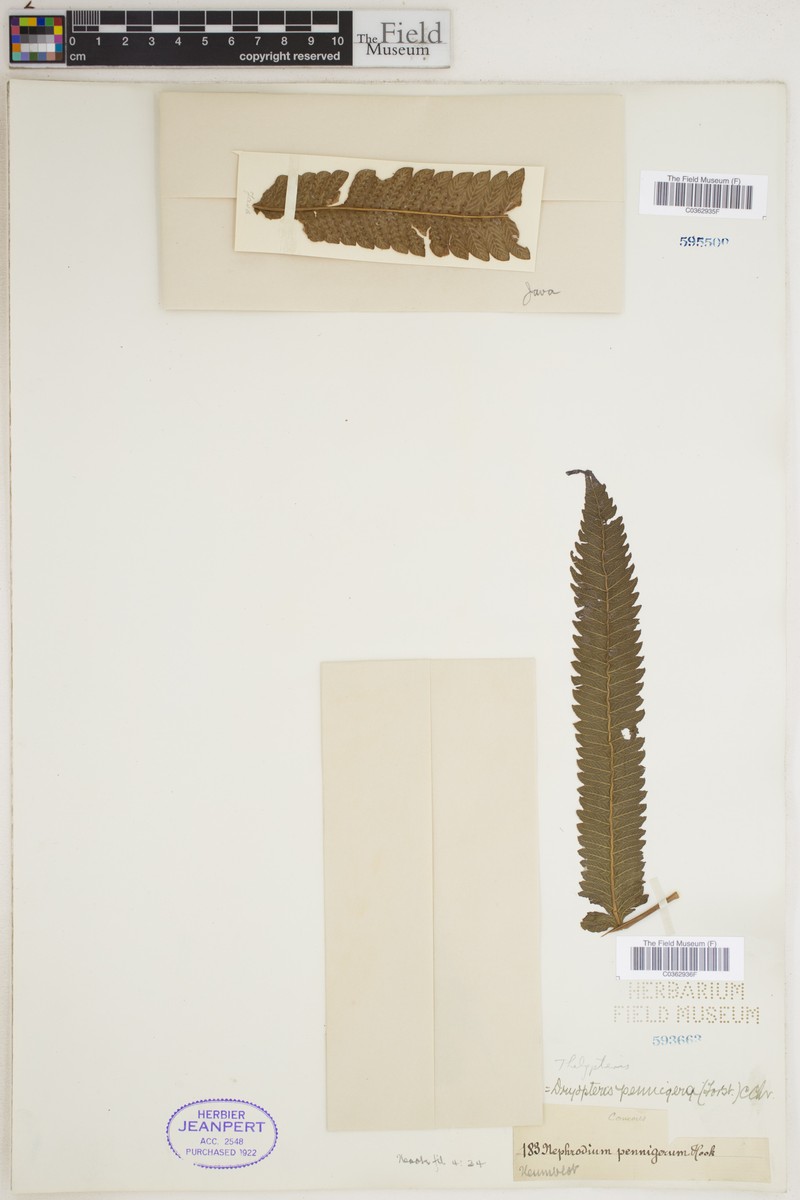 Thelypteris pennigera photo 2