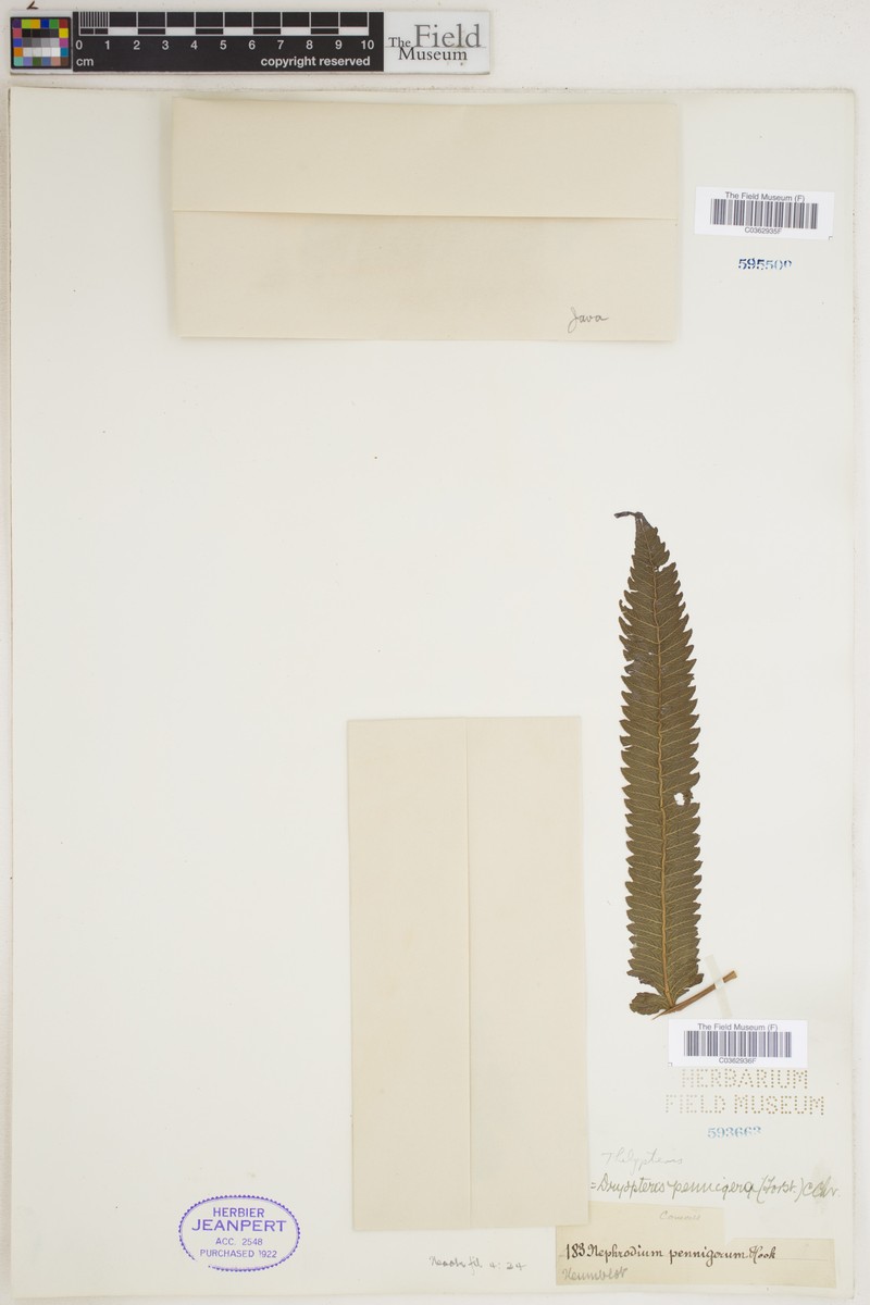 Thelypteris pennigera photo 3