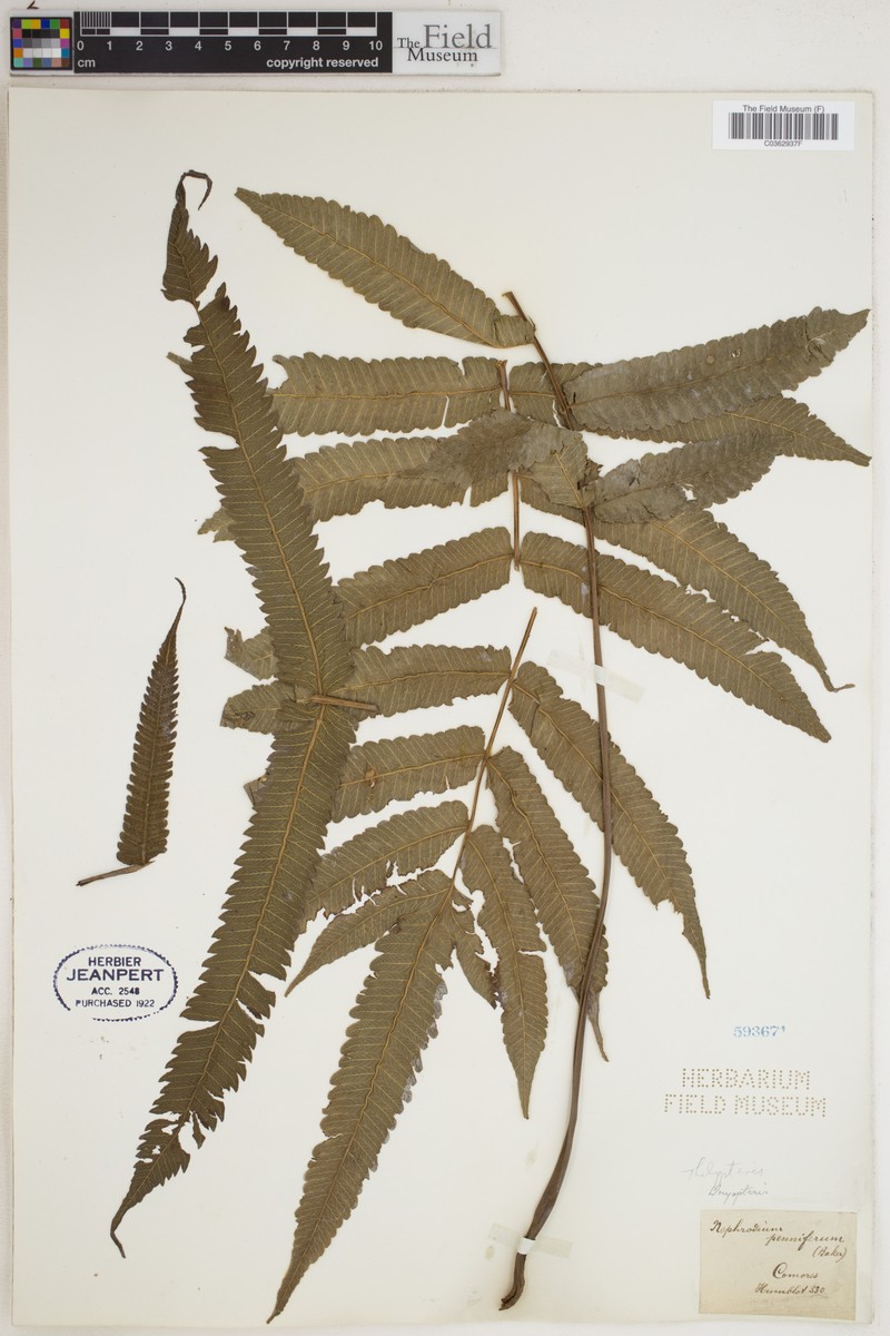 Thelypteris pennigera photo 4