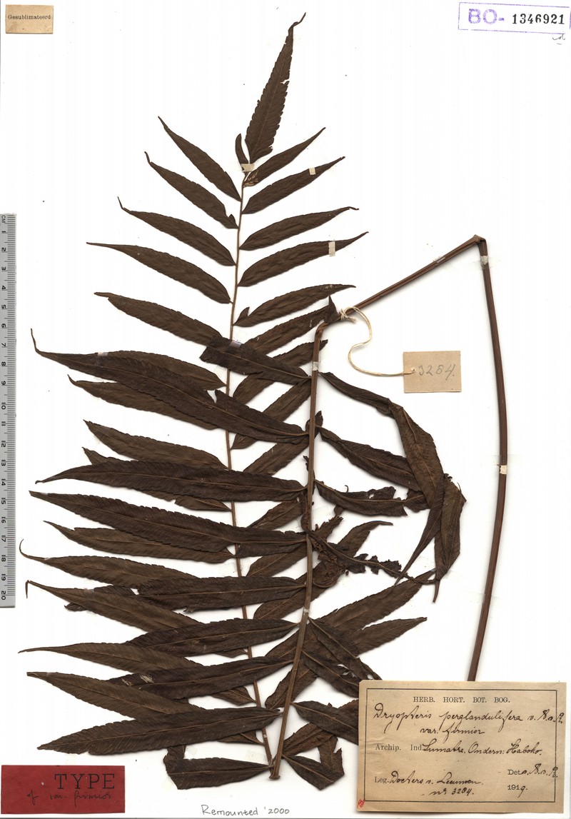 Maiden Fern