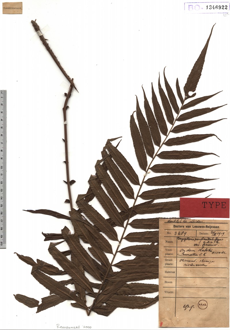 Maiden Fern photo 2