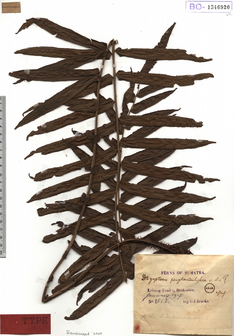 Maiden Fern photo 3