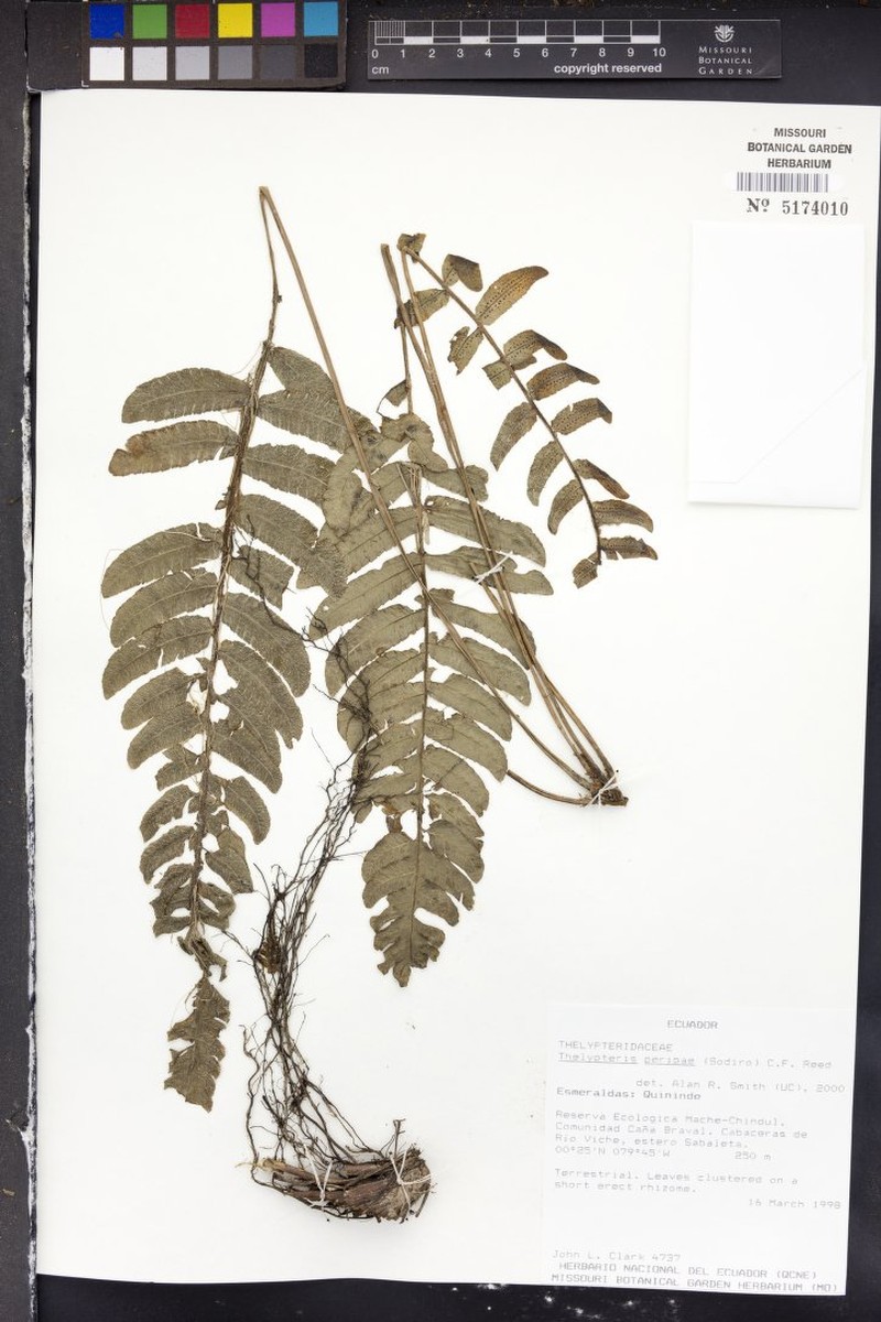 Thelypteris peripae