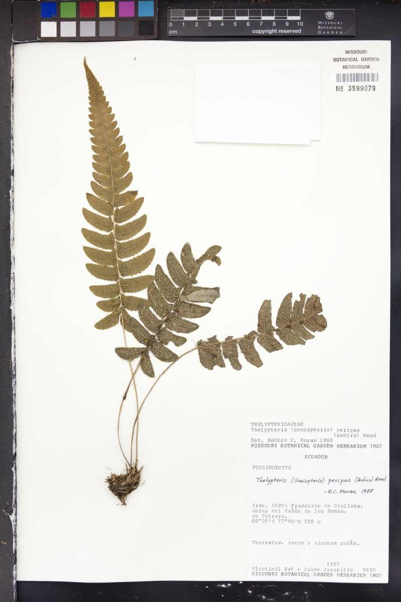 Thelypteris peripae photo 2