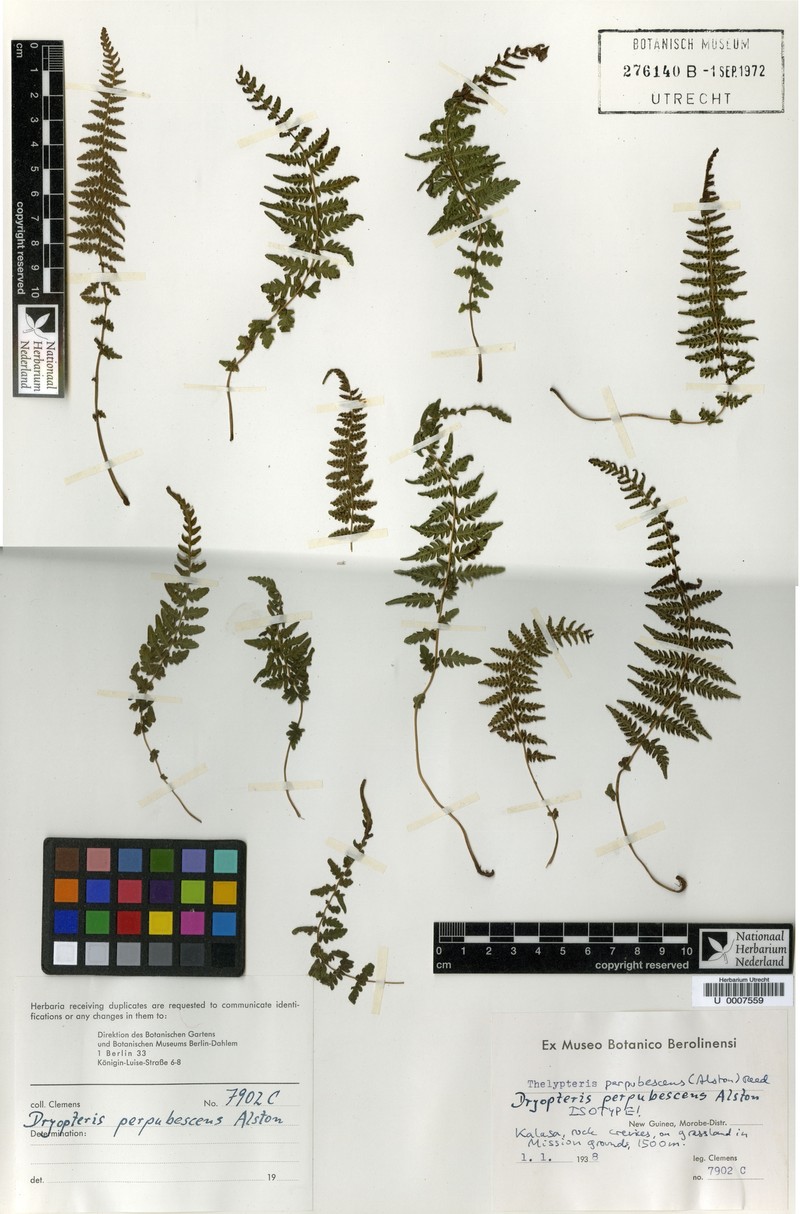 Thelypteris perpubescens