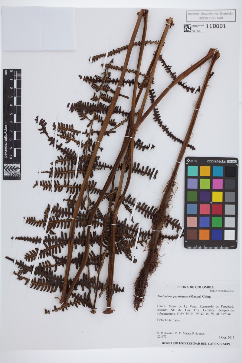 Thelypteris perstrigosa