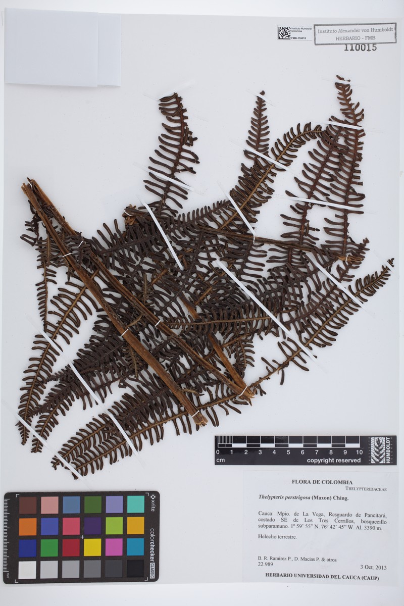 Thelypteris perstrigosa photo 2