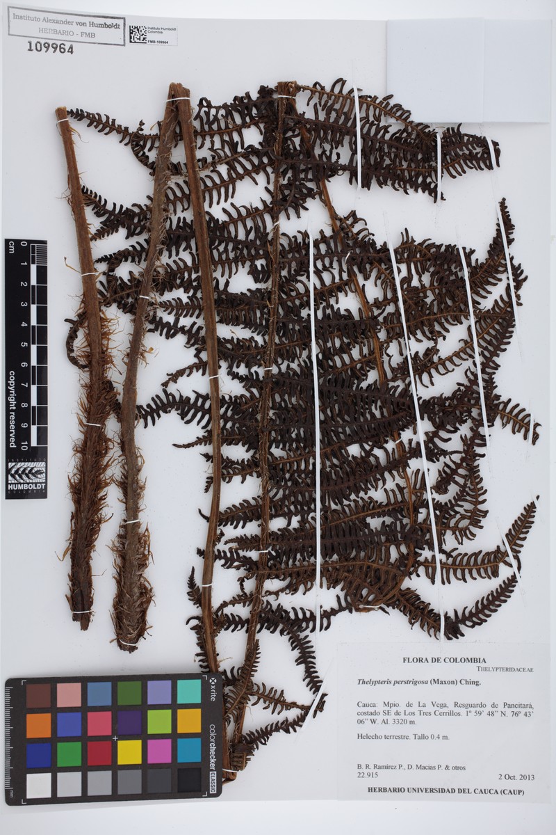 Thelypteris perstrigosa photo 3