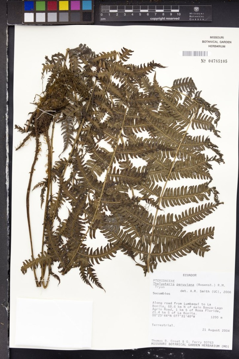 Thelypteris peruviana