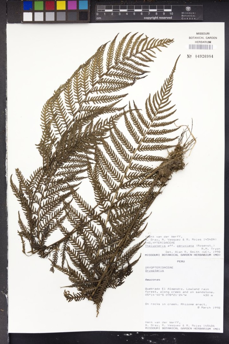 Thelypteris peruviana photo 2