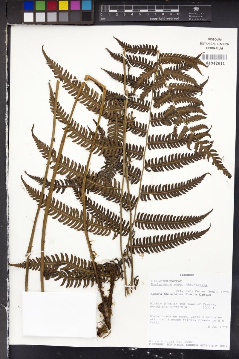 Thelypteris peruviana photo 3