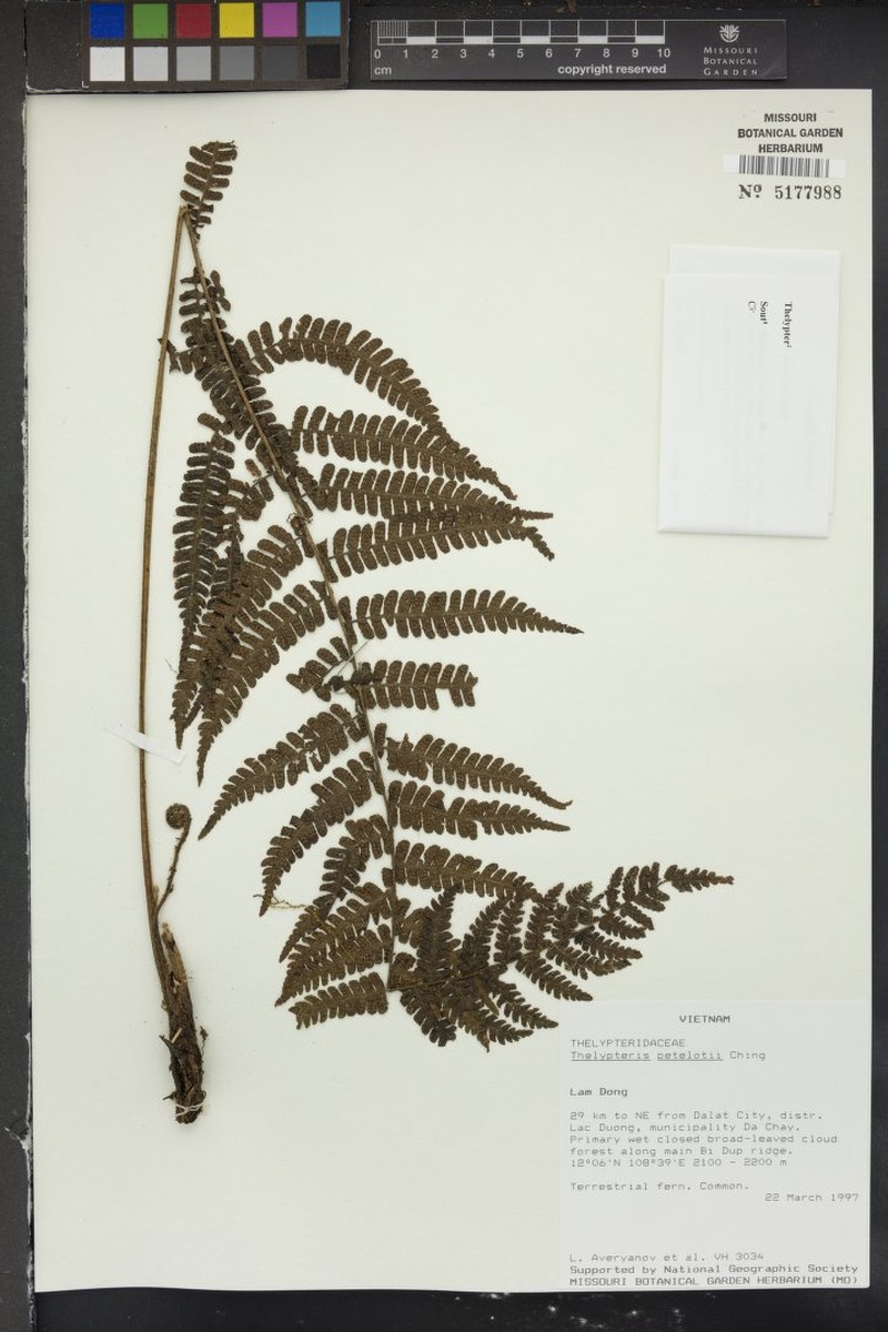 Thelypteris petelotii