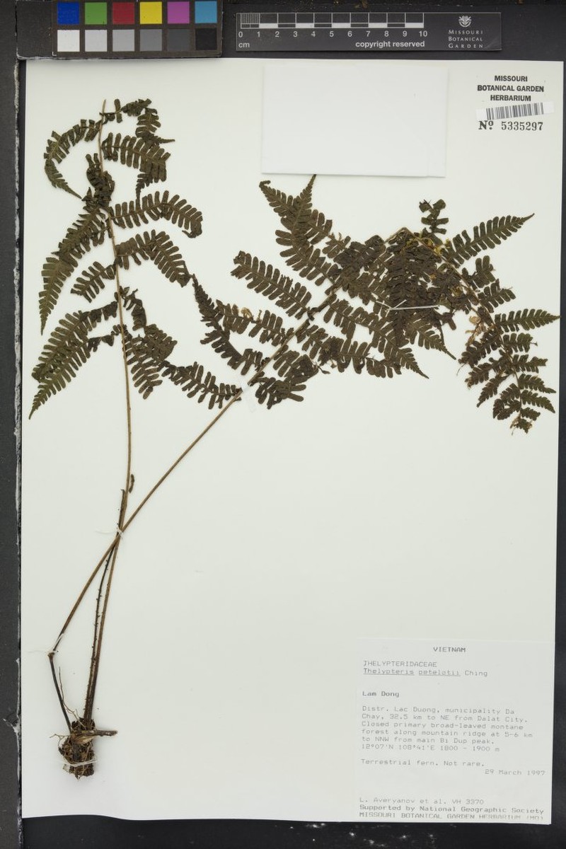 Thelypteris petelotii photo 2