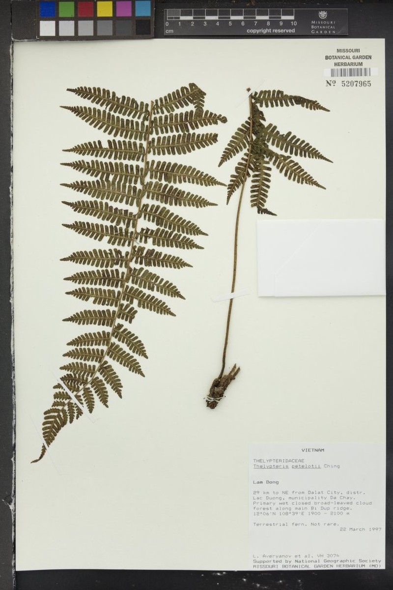 Thelypteris petelotii photo 3