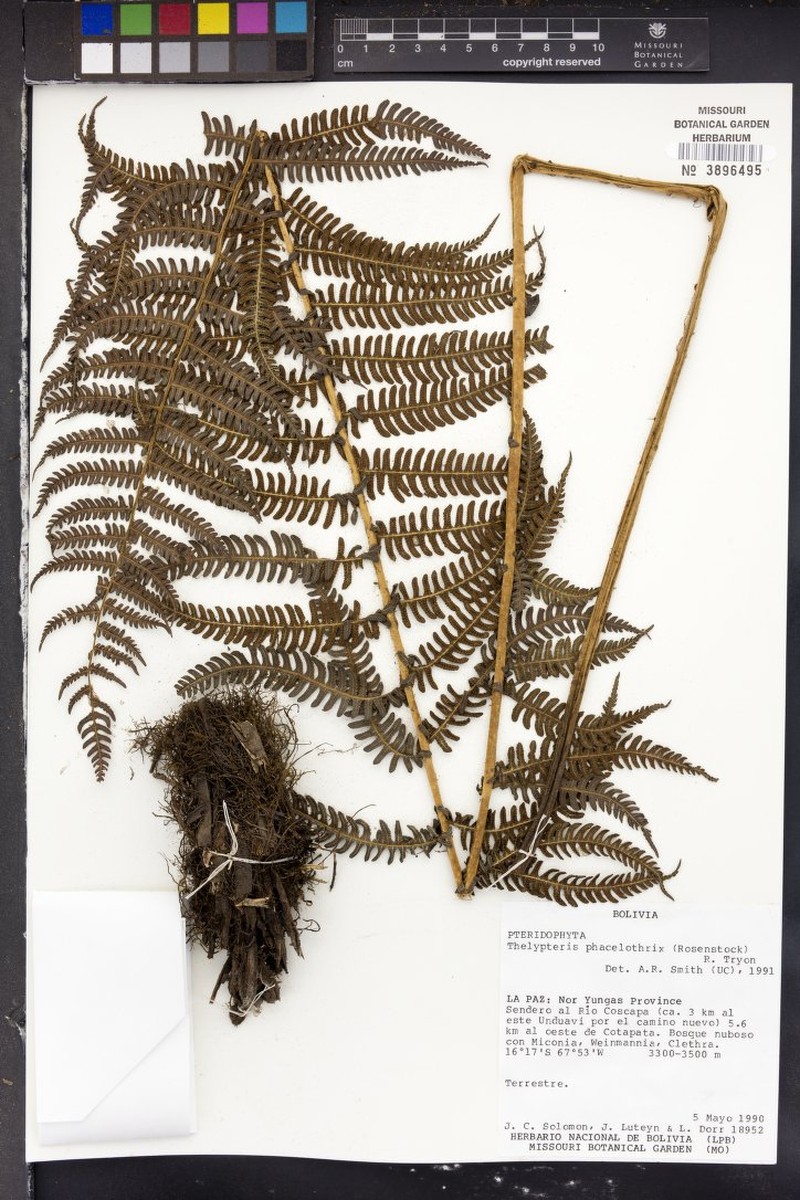 Thelypteris phacelothrix