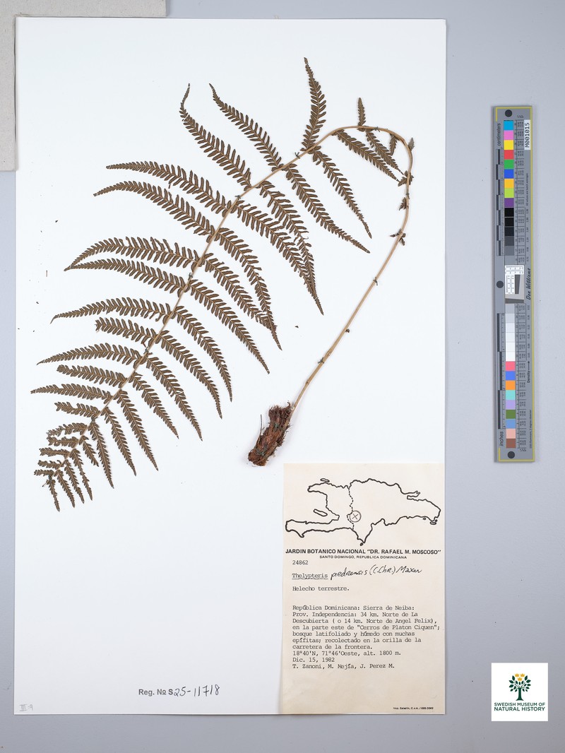 Cuban Maiden Fern