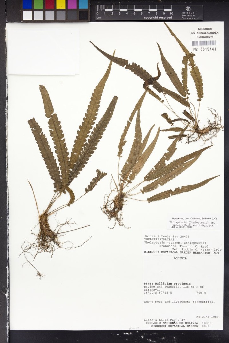 Thelypteris pilonensis