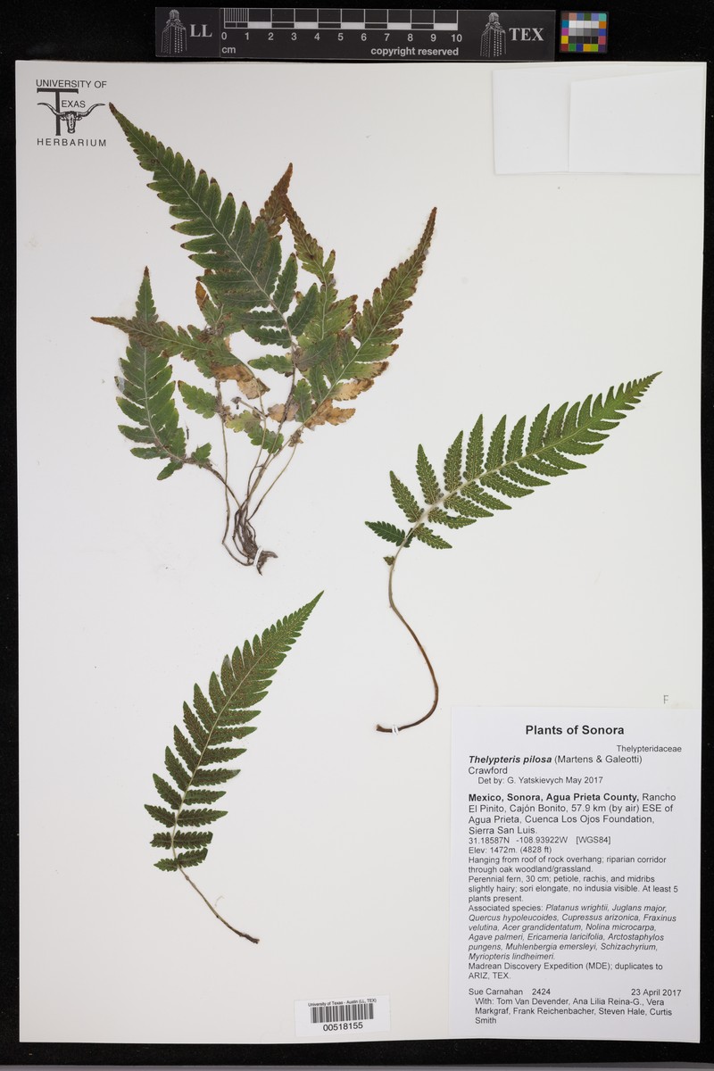 Softhairy Maiden Fern