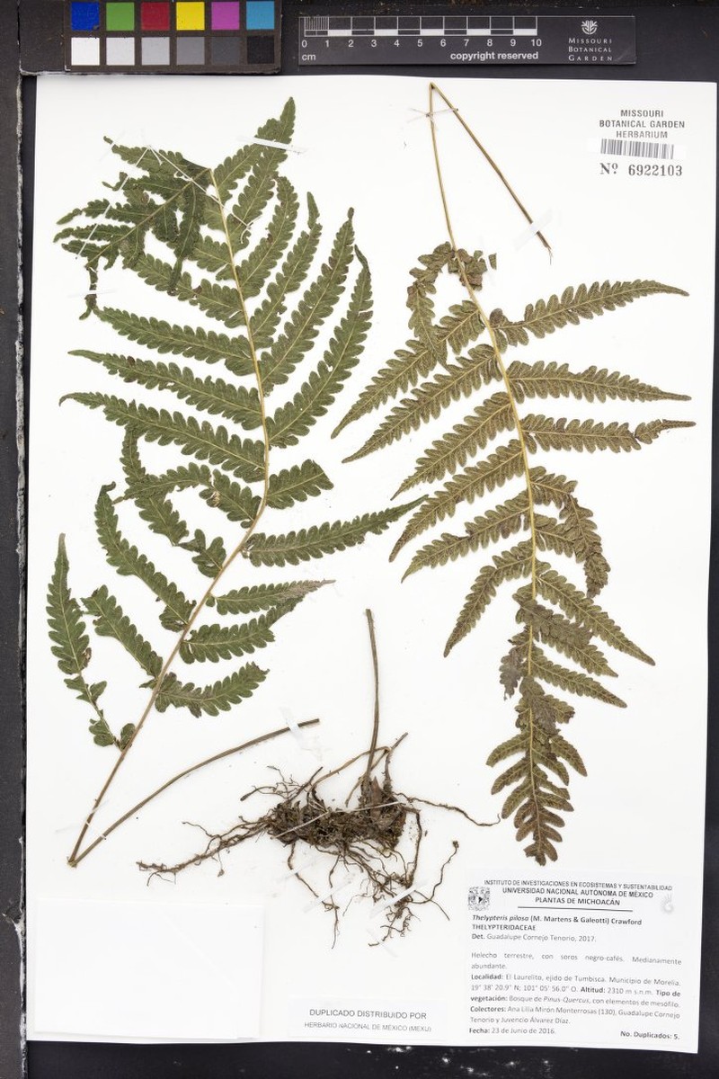 Softhairy Maiden Fern photo 2